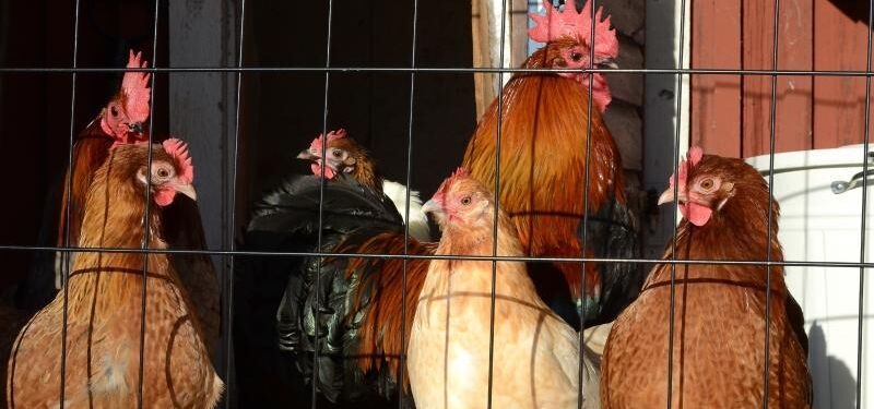 I Sverige gäller skyddsnivå 1, det vill säga att fjäderfä får vistas ute men foder och vatten ges under tak eller skydd.