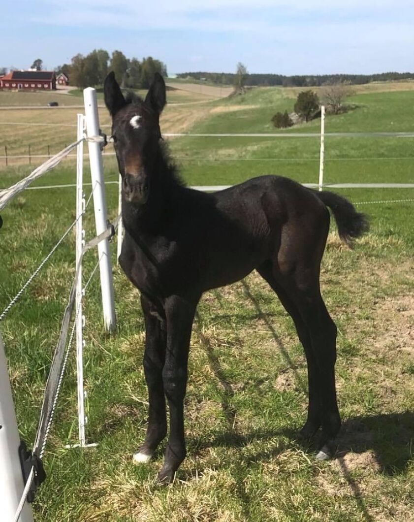 Ett stoföl som redan fått sitt namn. Miss Cayenne e. Crusader Ice-Cardento. Foto: Regina Ericson.