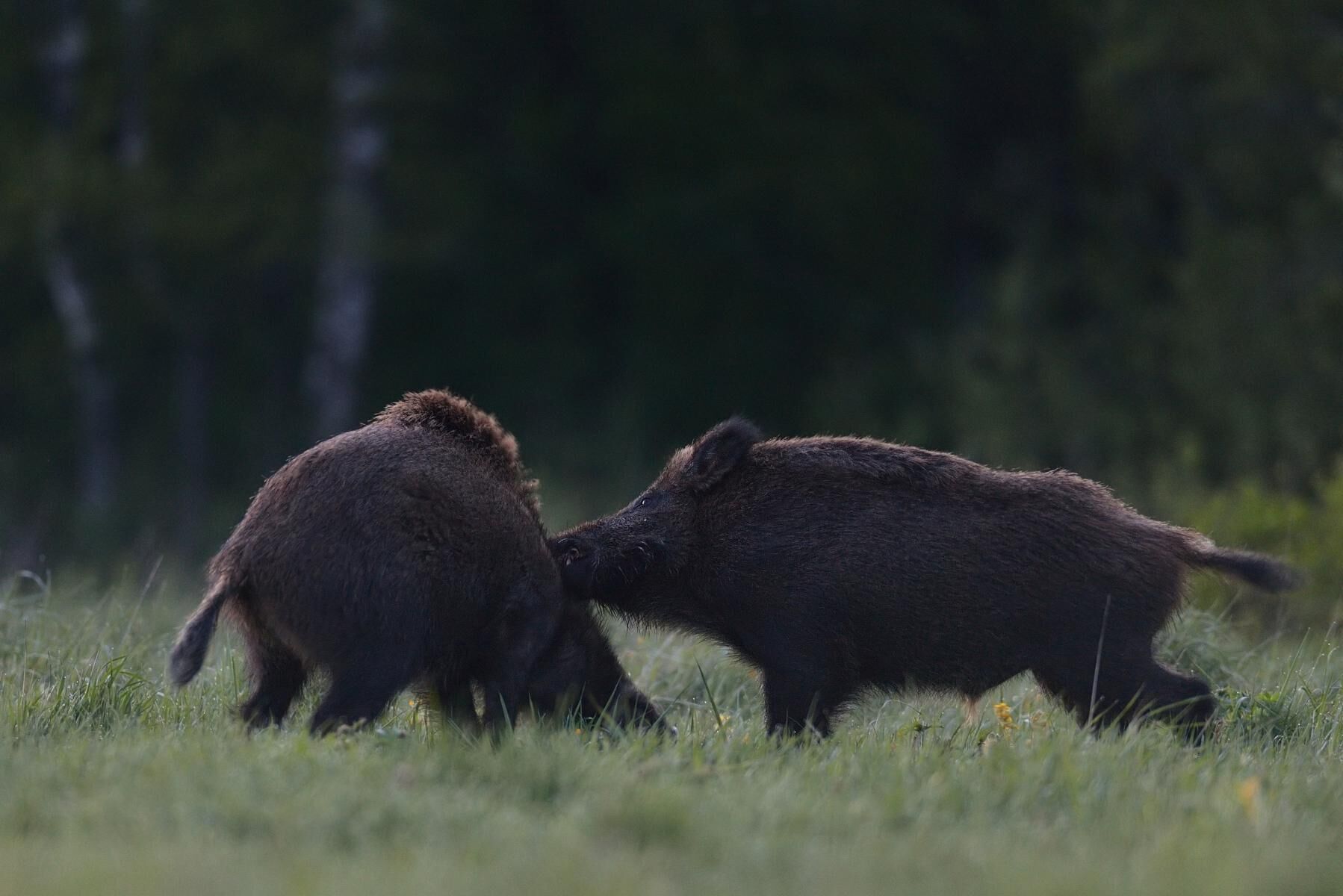 Naturvårdsverket vill se en halvering i på skadorna inom jordbruket från vildsvin i Sverige till 2025.