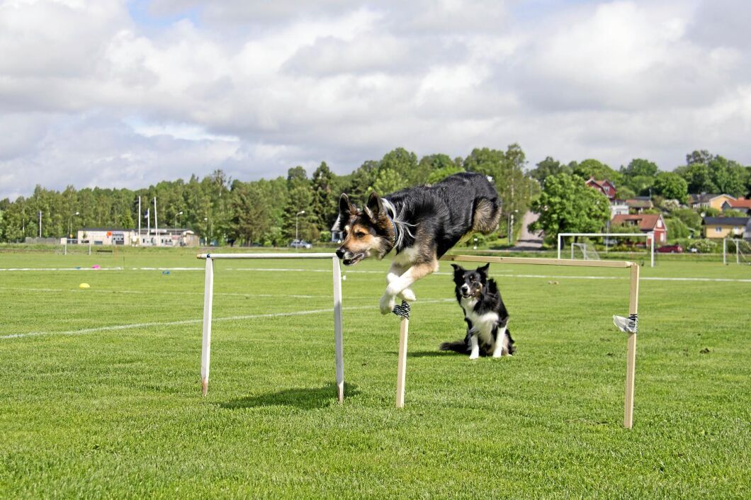 En hund som ska prestera på mästerskap måste träna lika mycket som en elitidrottare. Här är Snipe och Seven i full gång på träningsbanan.