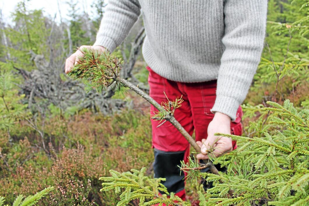 Älgens beteskador leder till stora kostnader.