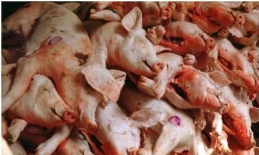 Slakteri bygger anläggning för sex miljoner grisar