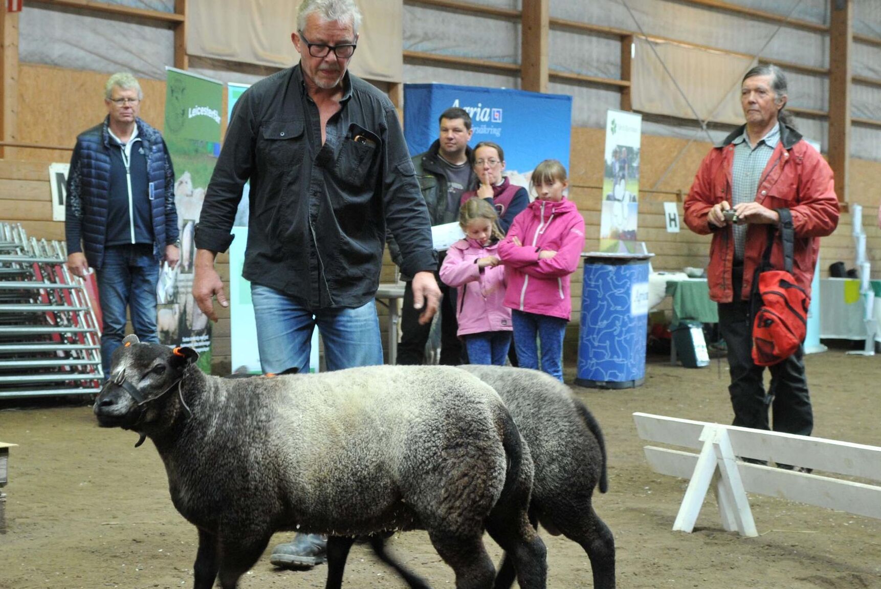 Även rasen Blue Texel är ny i Sverige. Richard van der Poel från Forsheda visade upp nykomlingarna som också de kommit hit i form av embryon.
