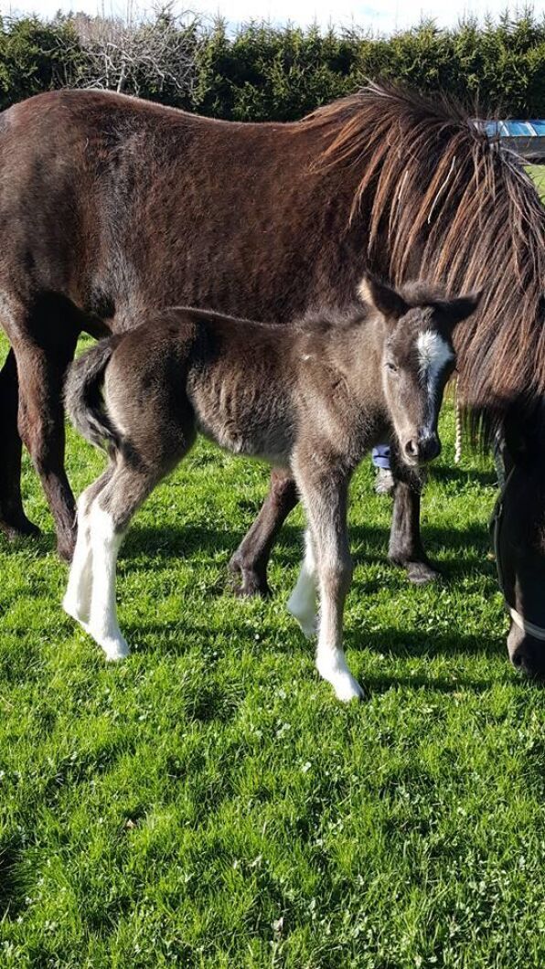 Ännu mera fölfrossa. Ann Björk tog bilden.