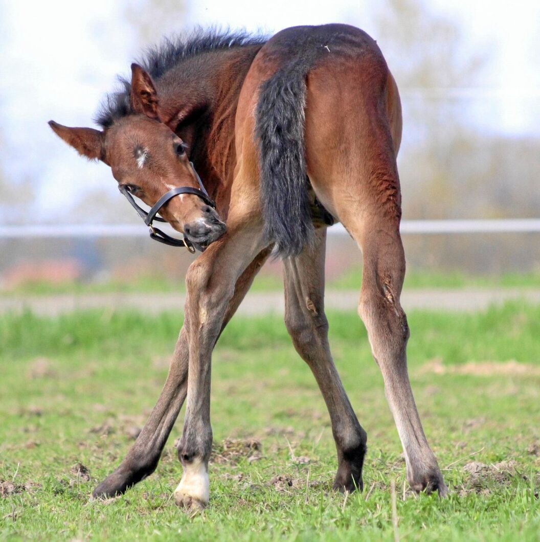 Det gäller att sträcka ordentligt på sig när man är liten och det kliar där bak. På bilden Sofia Westergren Larsens varmblodsföl efter Pato-Victoria R.Ö.K, varmblodig travstam med andra ord.