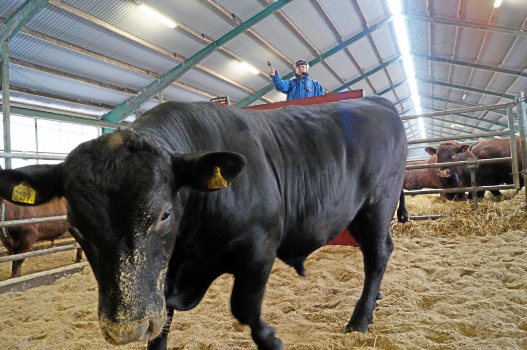 Angustjuren 184 Yankee av Nynäs klubbades bort för 77 000 kronor av roparen Bengt Fridh.