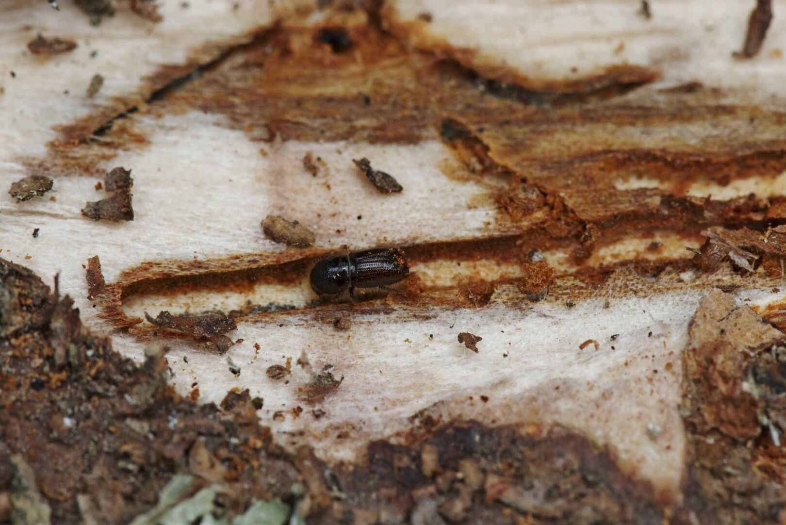 Vecka 29 ökade antalet borrar i fällorna dramatiskt mot veckan innan.