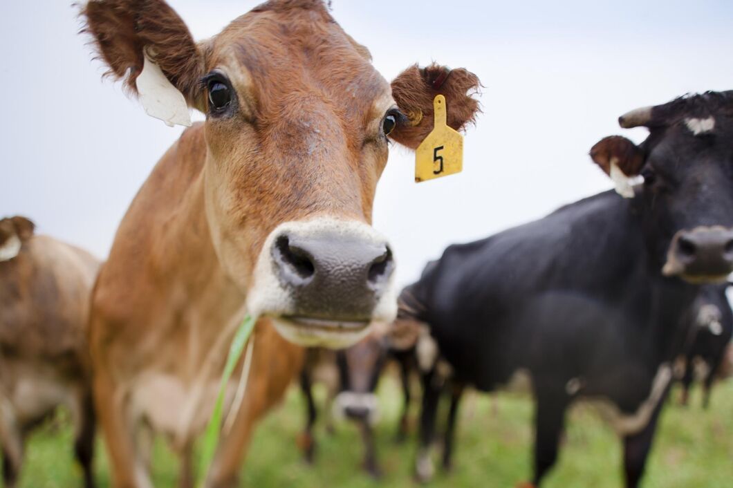 Arkivbild. Djuren på bilden har ingenting med händelsen att göra.