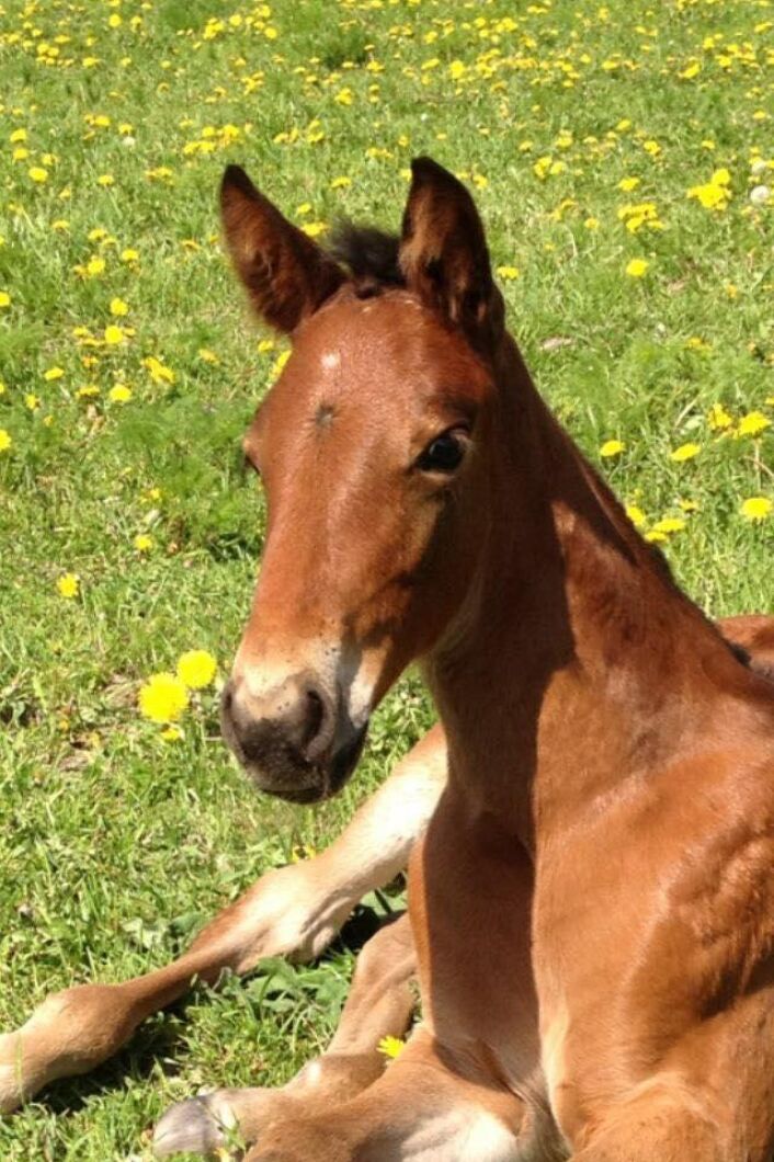 Carita Söderberg tog bilden på fina fölet.