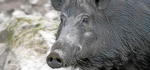 Vilt ska bli mindre bortskämt