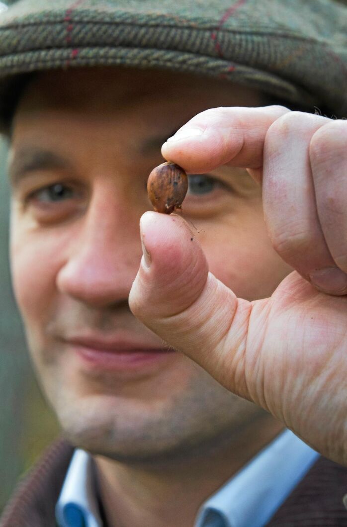 Hasselnötter är ett ätligt inslag i skogen.