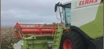 Här tröskas grön majs