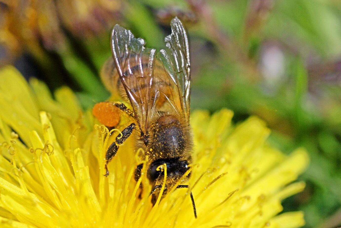 Neonikotinoiderna klotianidin, imidakloprid och tiametoxam är förbjudna för användning utanför växthus då de är skadliga för bin.
