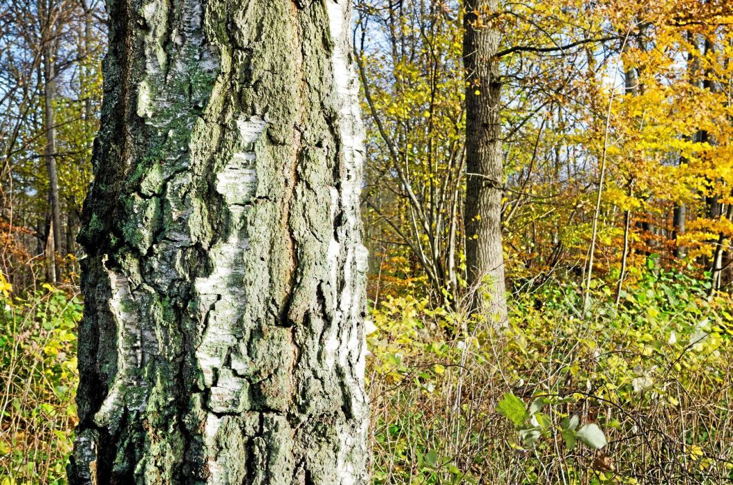 Skedemosses skogsfastighet är en del av Mittlandsskogen på Öland, som ligger på ett större sammanhängande moränområde.