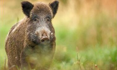 Myndighet föreslår statlig skyddsjakt på vildsvin