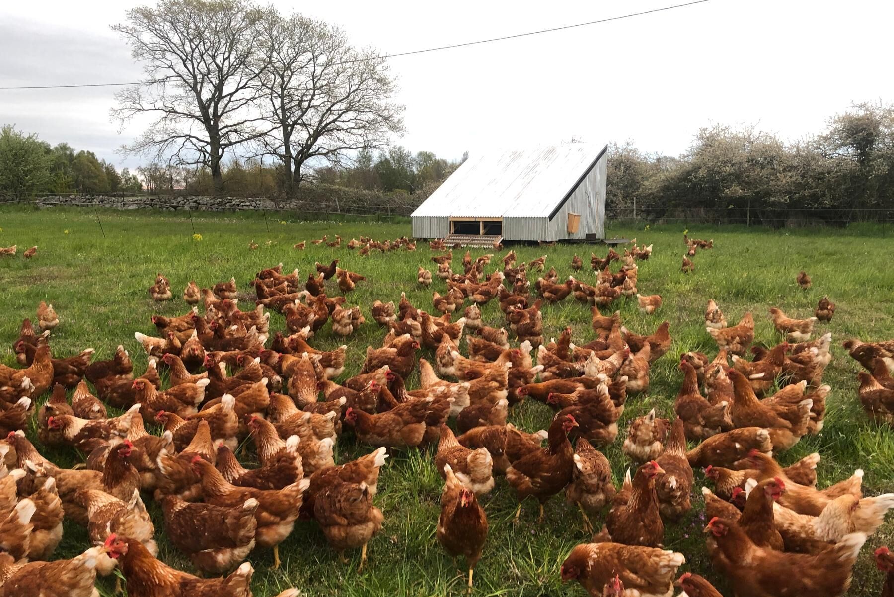 Joacim Sigfridsson bedriver sin äggproduktion i två åtskilda äggmobiler.