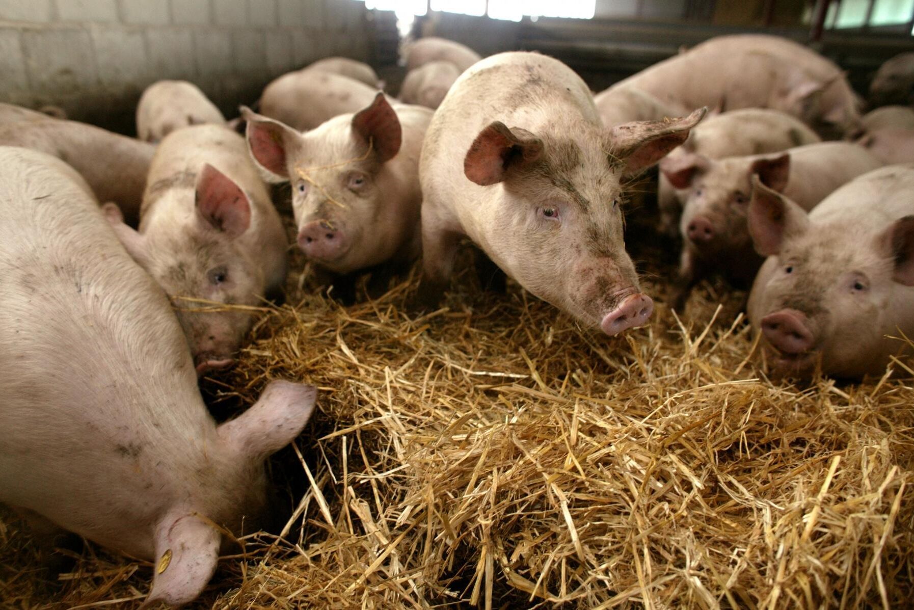 Hela den amerikanska köttindustrin har påverkats av Trumps handelskrig med Kina, skriver danske ekonomen Jens Scherling.