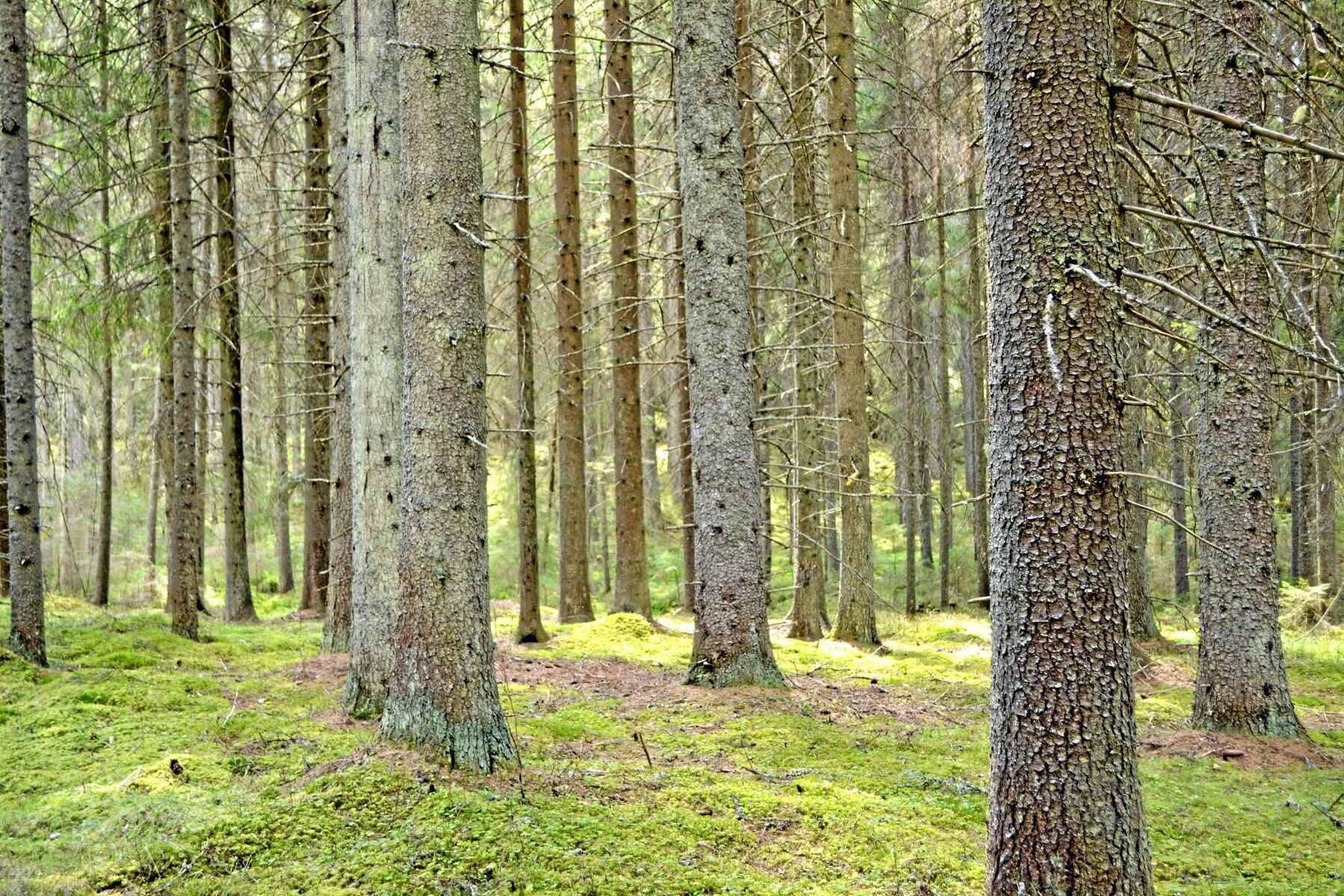 Södras sågverk behöver mer grantimmer, medan tillgången på bränsleved är mer än tillräcklig.