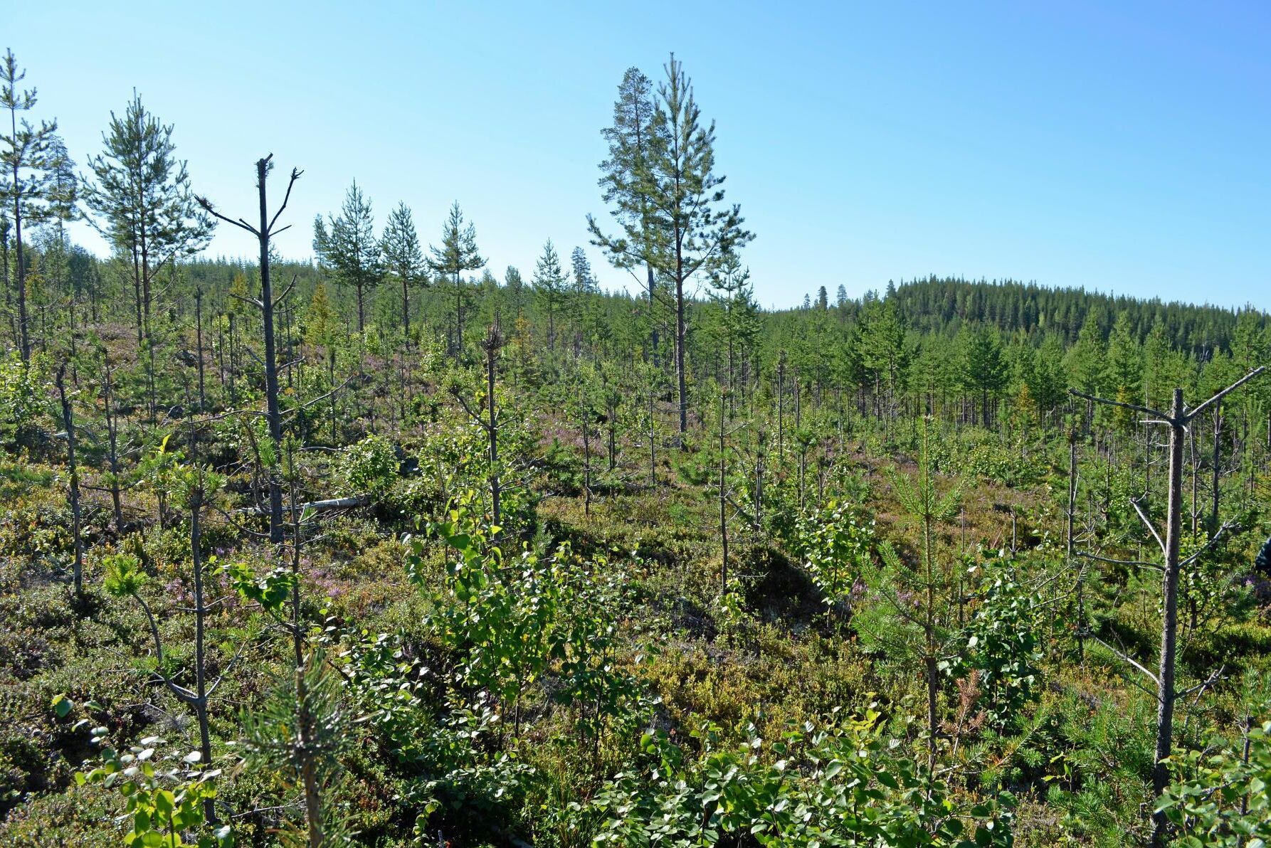 Betesskadorna ökar och inget län når målet. Skogsstyrelsen uppskattar kostnaderna för produktionsbortfallet till 7,2 miljarder kronor per år.