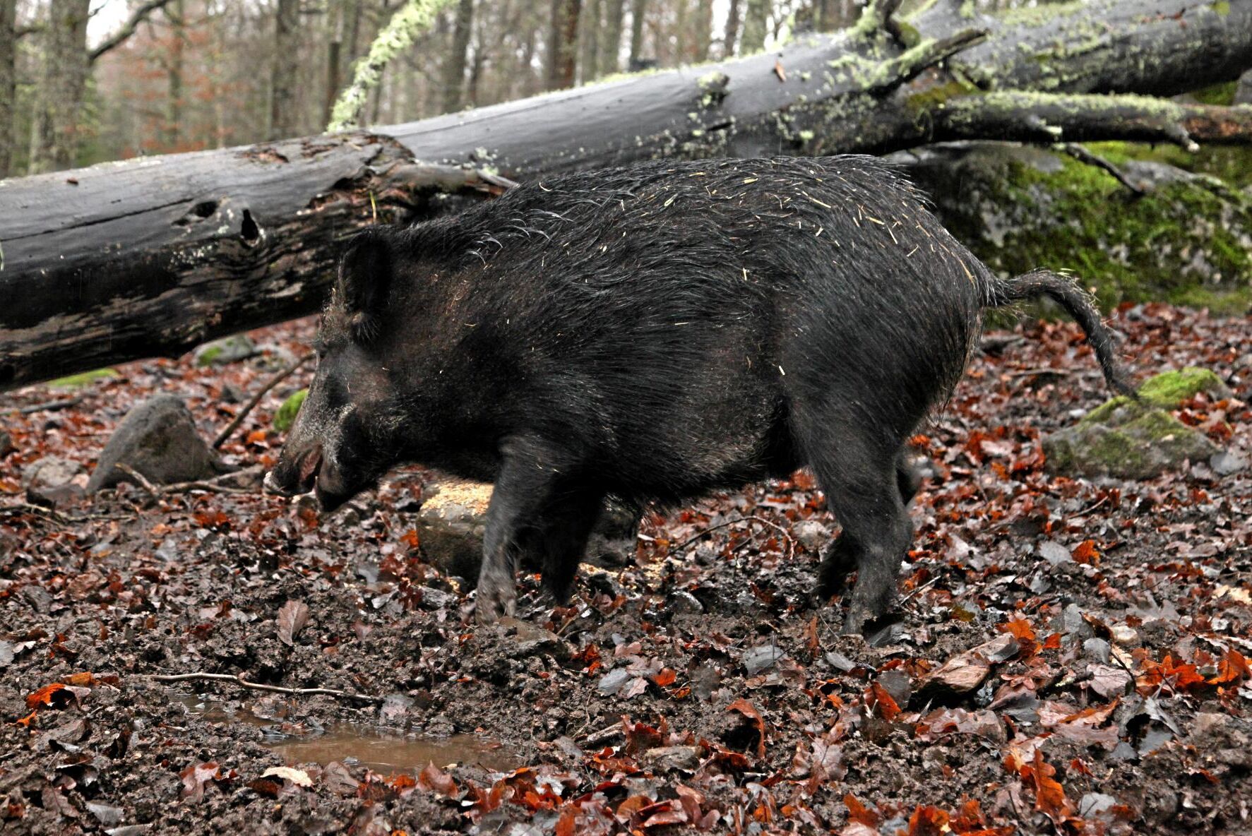 Vildsvinsplågan står i fokus på Borgeby.