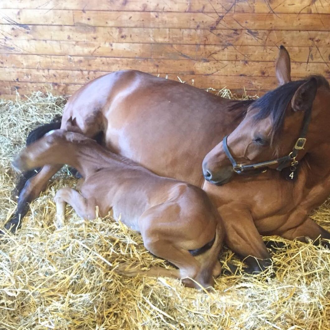 Skönt med vila för både sto och föl. Foto: Katarina Heikkilä.