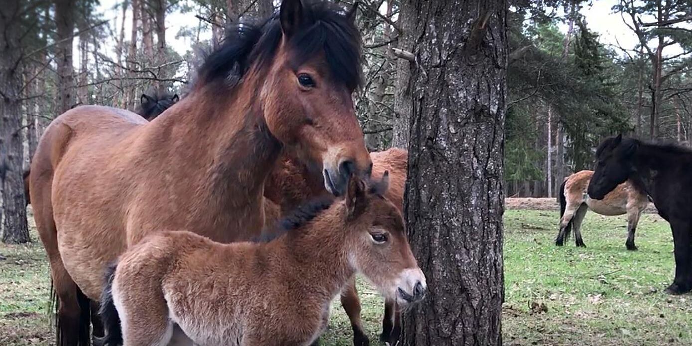 Ett brunt stoföl blev årets första på Lojsta hed. Mamman heter Catinka.
