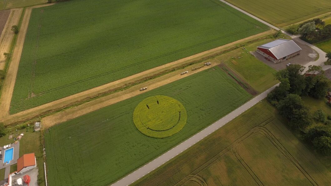 Forskning visar att leenden smittar. Per Larsson skapade ett med hjälp av gula senapsblommor på sin gård utanför Vellinge.
