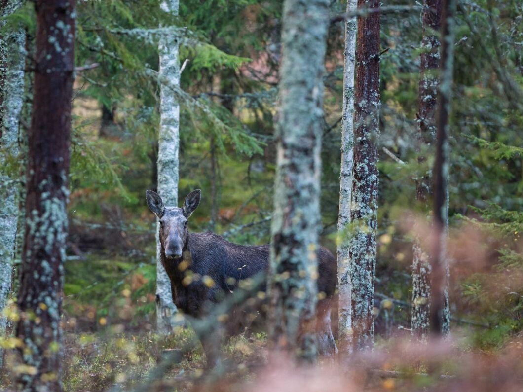 Jaktlag i Jämtland som vill ta sig ut till sina marker med terrängfordon för att exempelvis jaga älg måste söka dispens.