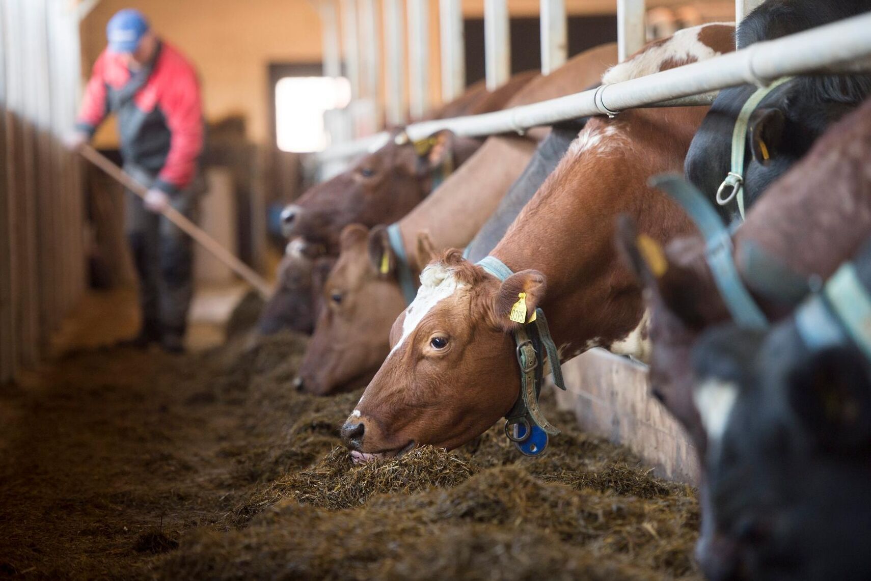 "De veterinära tjänster som Distriktsveterinärorganisationen utfört sedan 1995, hade kunnat utföras billigare och bättre av lokalt verksamma veterinärer", skriver debattörerna. (Arkivbild)