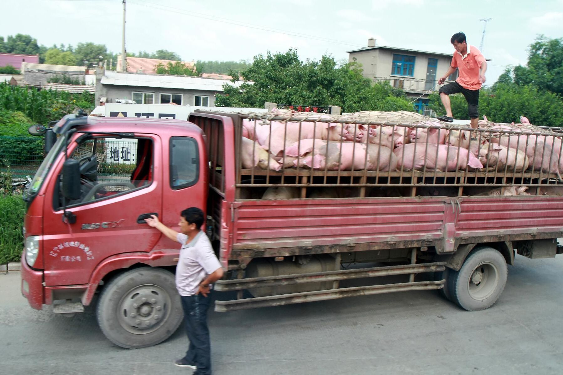 Antalet grisar i Kina har rasat med 16,6 procent på ett år. Till stor del beroenden på svinpesten som enligt vissa källor kan ha drabbat upp till 50 procent av landets grisgårdar.