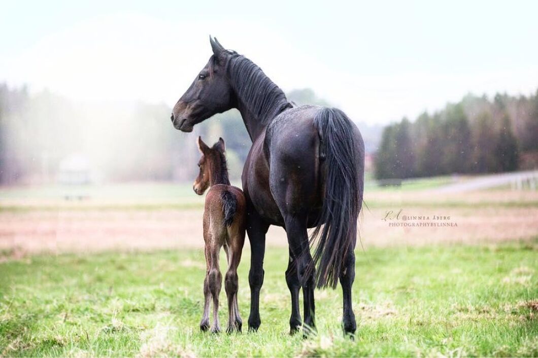 Ännu en stämningsfull bild av Linnea Åberg.