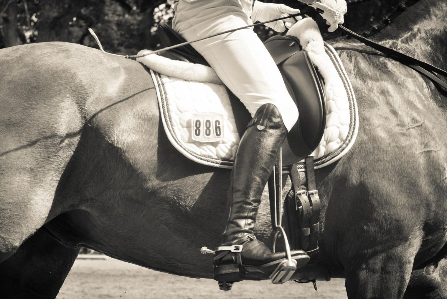 Sverige har drabbats av samma hästinfluensa som övriga länder.