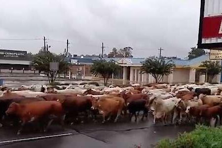 Boskap förs i säkerhet i Dayton, Texas.