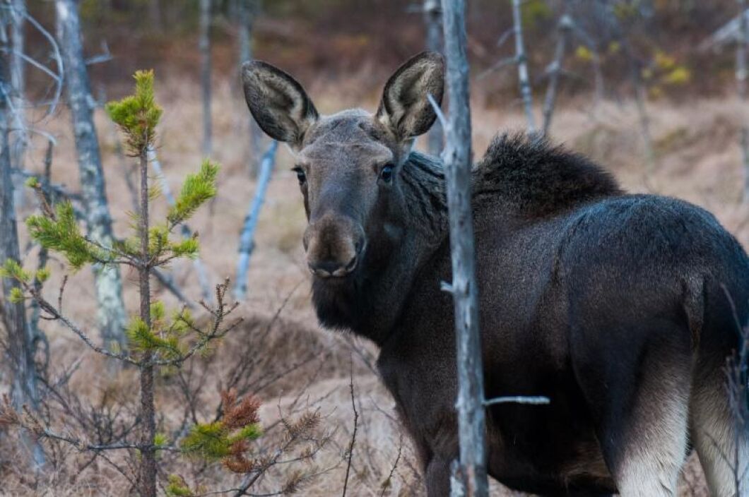 I Värmland dör älgarna av en okänd orsak.