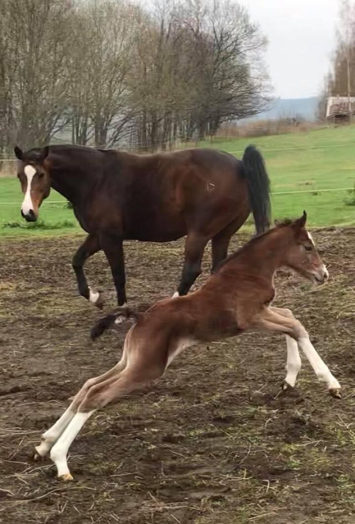 Föl är tacksamma att fotografera när de rasar runt i hagen. Här är det Madonna, ett dygn gammal. Rebecca Kristiansen tog bilden.