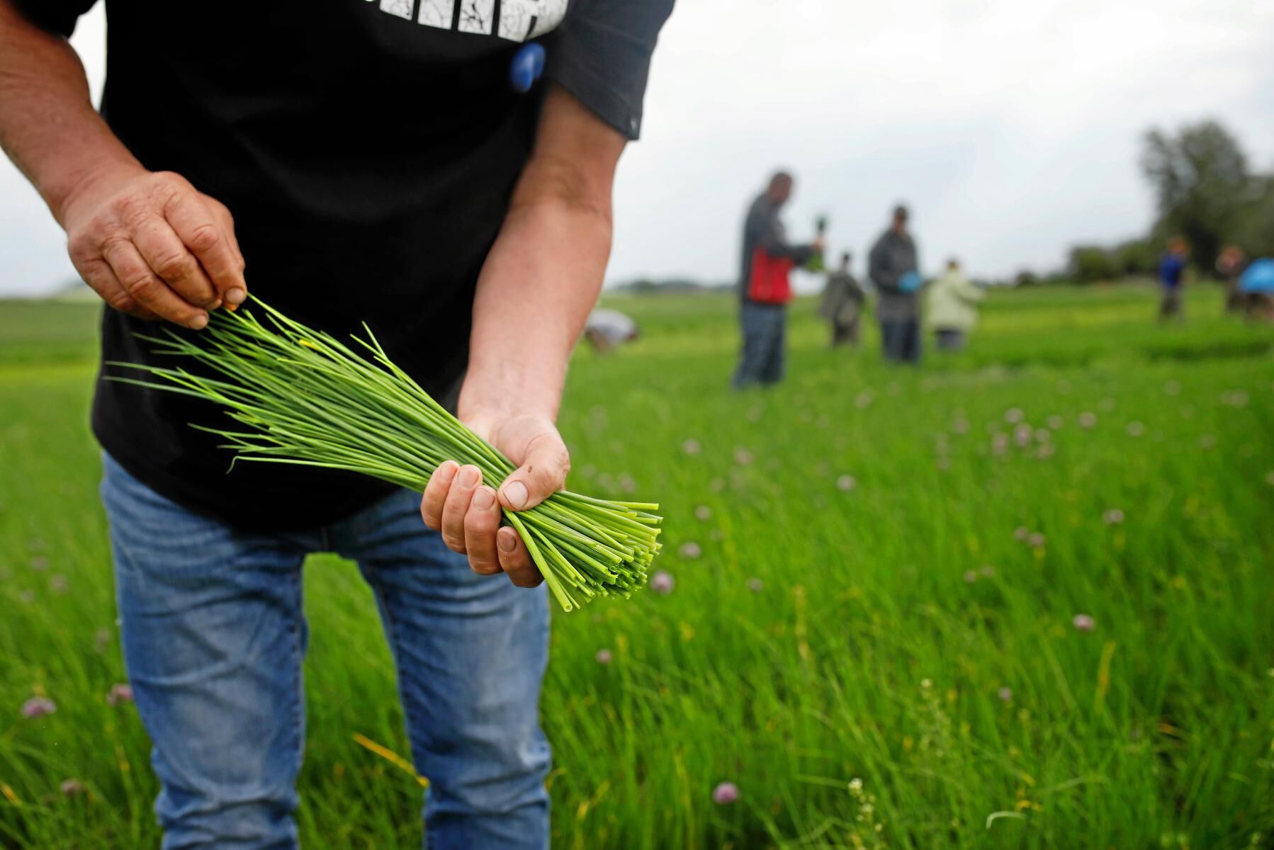 Gräslök har en strykande åtgång inför sommaren. Då behövs det personal till odlingarna (arkivbild).