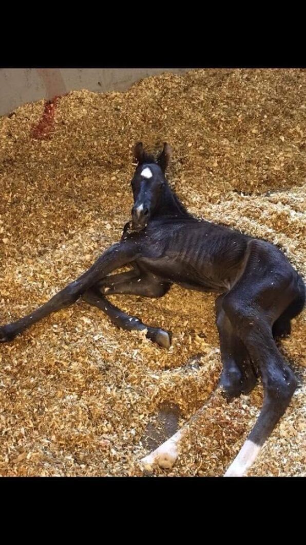 Ny i världen och oh, så långa ben. Foto: Emma Bengtsson.