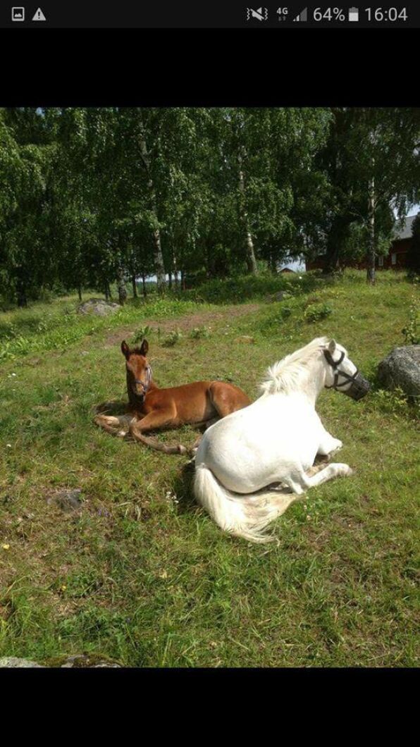 Ännu en bild av tagen av Ida Jansson.