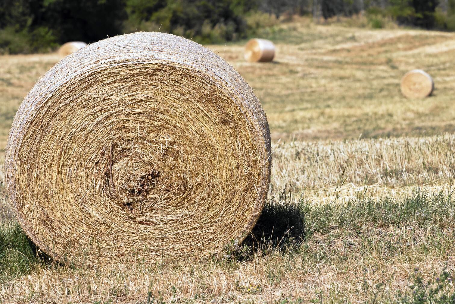 Arkivbild. Höet på bilden har inget med händelsen i artikeln att göra.