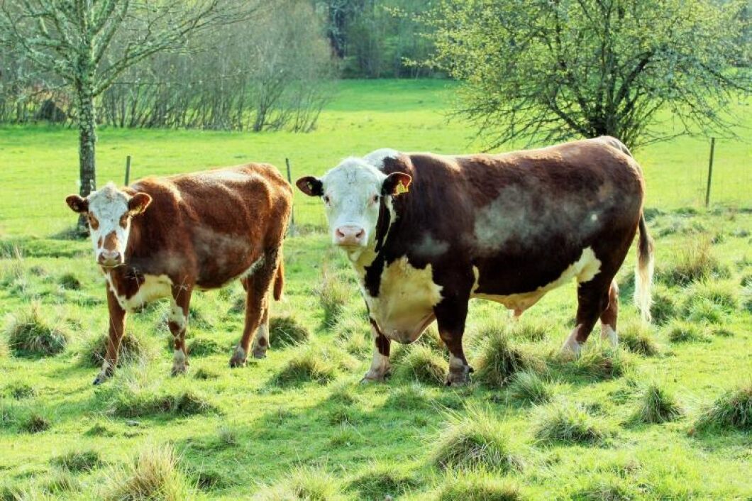 I Västra Götaland säger sig två tredjedelar av konsumenterna att de kan betala mer för kött från djur som gått på naturbete.