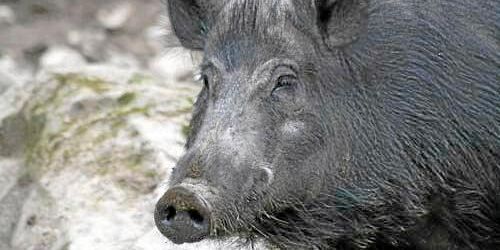 Jordbruksverket får svinpestuppdrag