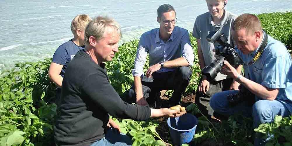 Potatisodlaren Arnold Ebbesson plockar upp den första frilansodlade färskpotatisen.