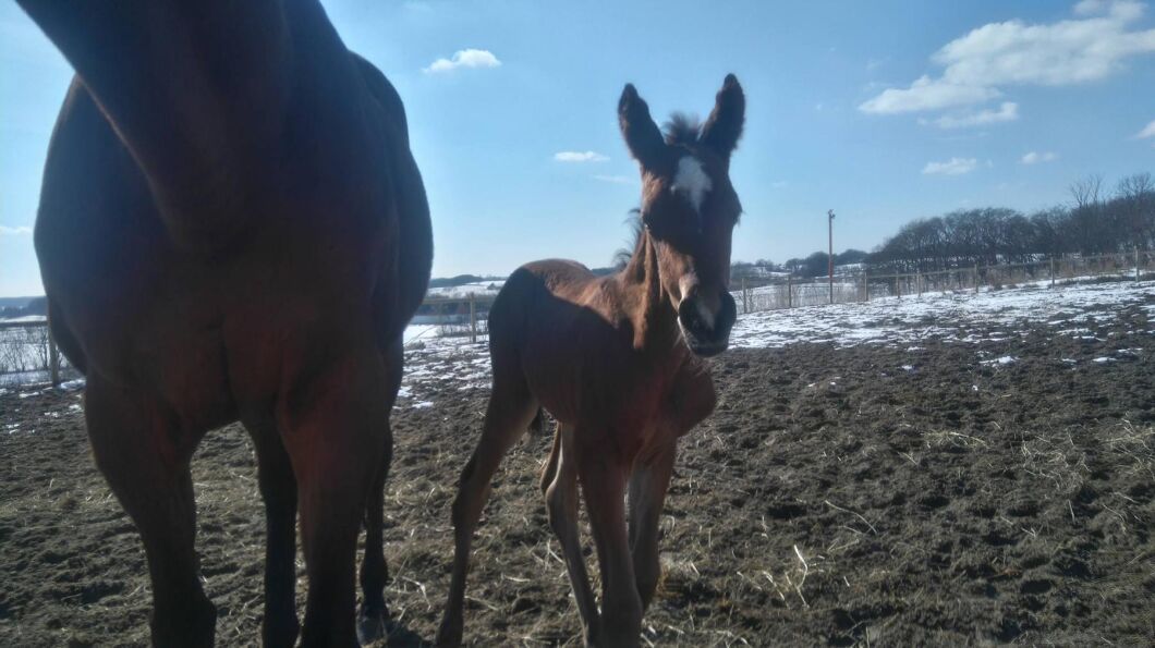 Det är inte alltid lätt att få med både mamma och föl på bilden när storleken skiljer. Elise Kullberg tog bilden.