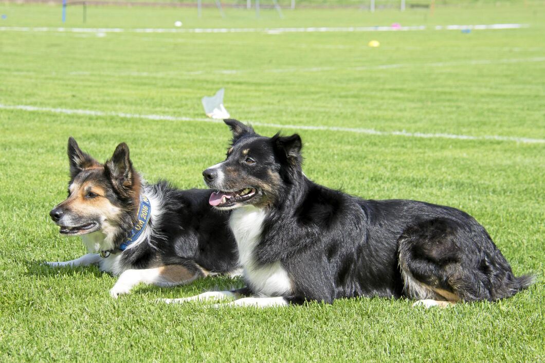 Seven och Snipe, båda border collies, är två av hundarna i lydnadslandslaget.