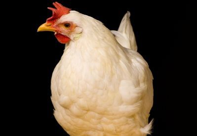 Newcastlelarm avblåst