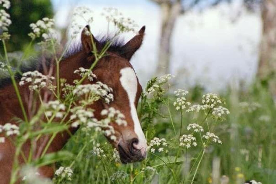 Sommargrönska och föl. Foto: Malin Boqvist.