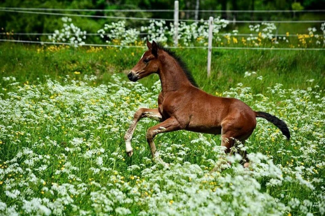 En riktig sommarbild! Foto: Ellinor Strandäng.