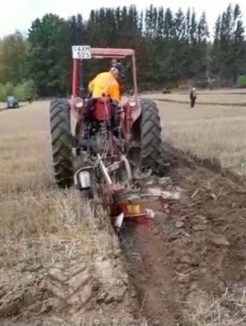 Lars-Gunnar Dahlström plöjer med Massey Ferguson 65 och Kvernelandplog.