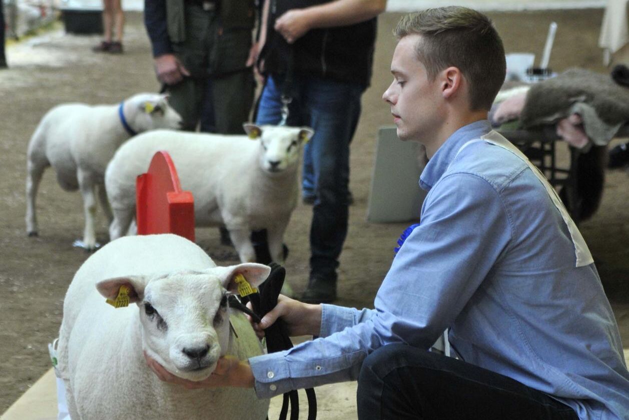Familjen Möller tillhör sverigeeliten när det gäller avel på Texel. De tog storslam på auktionen och vann flera priser, dessutom blev deras baggar bland de dyraste. Här visar Claes Möller upp en stilig texelbagge. I bakgrunden vakar pappa Torgil.