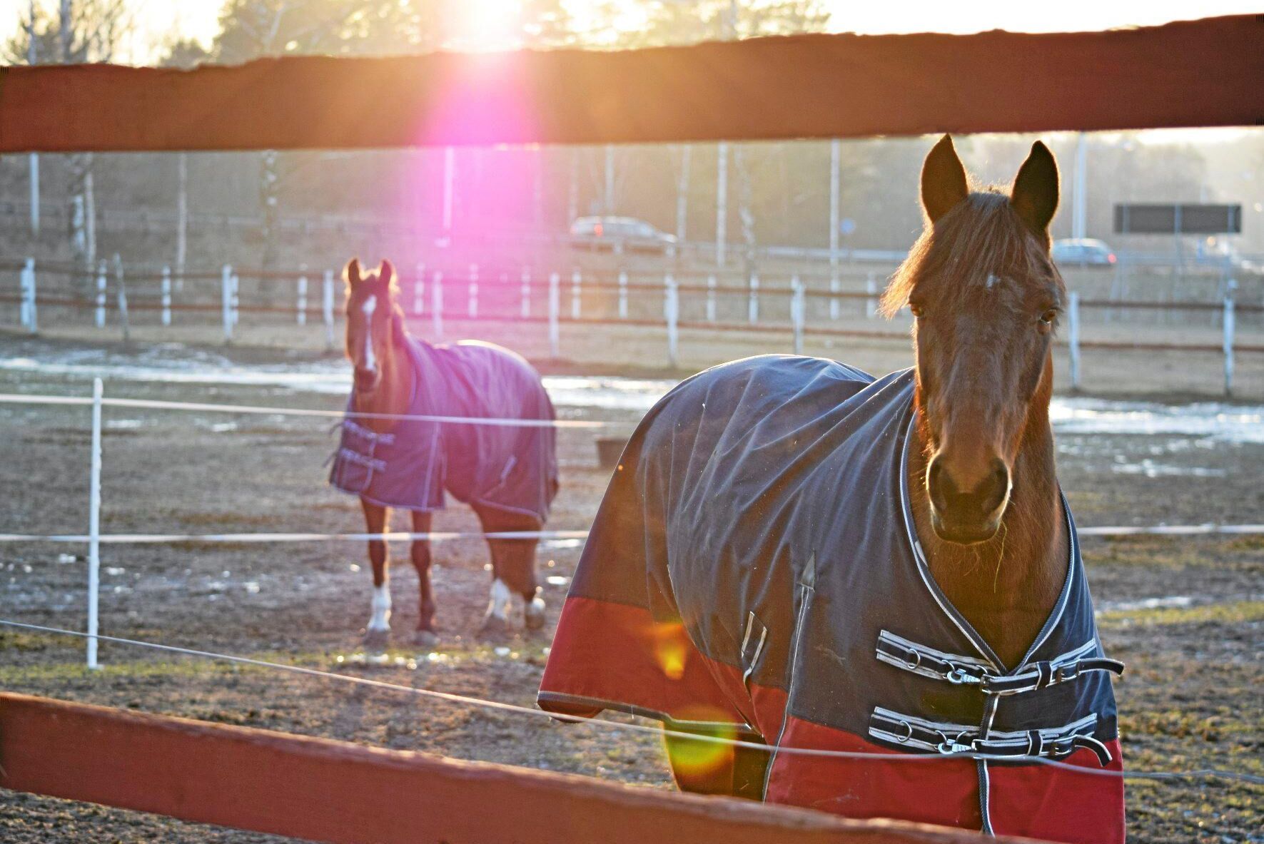 Ridlektioner kan nu dras av med friskvårdsbidraget.